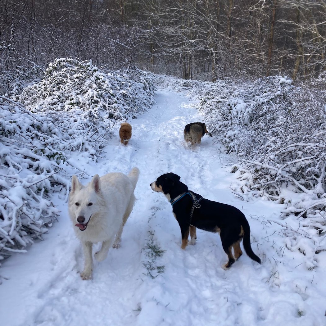 Promeneur / Educateur Canin / Balades en forêt, Hugo Collas 1